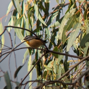 Pardalotus punctatus at Mundarlo, NSW - 29 Jun 2023