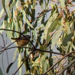 Pardalotus punctatus at Mundarlo, NSW - 29 Jun 2023