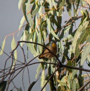 Pardalotus punctatus at Mundarlo, NSW - 29 Jun 2023