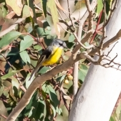 Eopsaltria australis (Eastern Yellow Robin) at Wingecarribee Local Government Area - 2 Jul 2023 by Aussiegall