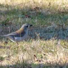 Colluricincla harmonica (Grey Shrikethrush) at Penrose - 2 Jul 2023 by Aussiegall