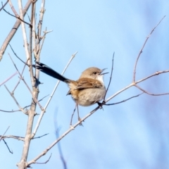 Malurus cyaneus (Superb Fairywren) at Wingecarribee Local Government Area - 2 Jul 2023 by Aussiegall