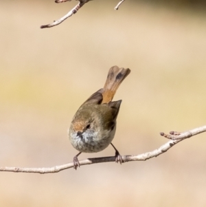 Acanthiza pusilla at Penrose, NSW - suppressed