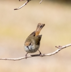 Acanthiza pusilla (Brown Thornbill) at Penrose, NSW - 2 Jul 2023 by Aussiegall