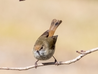 Acanthiza pusilla (Brown Thornbill) at Penrose, NSW - 2 Jul 2023 by Aussiegall