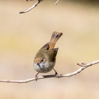 Acanthiza pusilla (Brown Thornbill) at Penrose - 2 Jul 2023 by Aussiegall