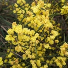 Acacia lanigera var. lanigera (Woolly Wattle, Hairy Wattle) at Book Book, NSW - 29 Jun 2023 by Darcy