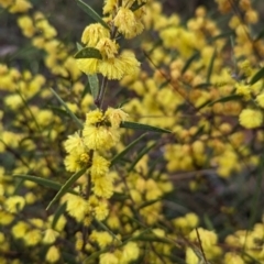 Acacia lanigera var. lanigera at Book Book, NSW - suppressed