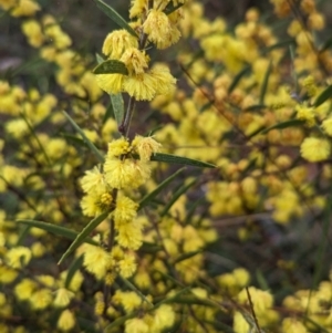 Acacia lanigera var. lanigera at Book Book, NSW - suppressed