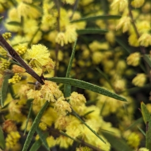 Acacia lanigera var. lanigera at Book Book, NSW - suppressed