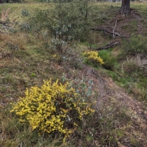 Acacia lanigera var. lanigera at Book Book, NSW - suppressed