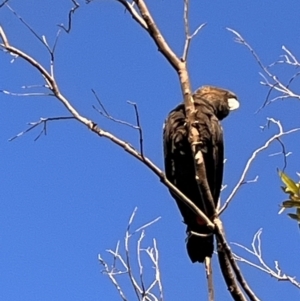 Calyptorhynchus lathami lathami at Ulladulla, NSW - suppressed