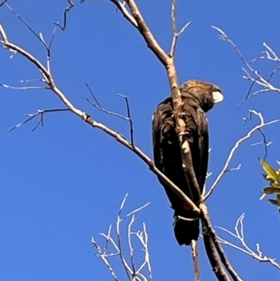 Calyptorhynchus lathami lathami (Glossy Black-Cockatoo) at Ulladulla, NSW - 2 Jul 2023 by YellowButton