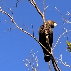 Calyptorhynchus lathami (Glossy Black-Cockatoo) at South Pacific Heathland Reserve - 2 Jul 2023 by YellowButton