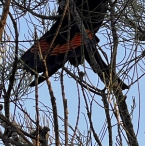 Calyptorhynchus lathami at Ulladulla, NSW - 2 Jul 2023