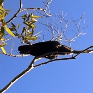 Calyptorhynchus lathami lathami at Ulladulla, NSW - suppressed