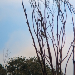 Melanodryas cucullata cucullata (Hooded Robin) at Wodonga, VIC - 30 Jun 2023 by Darcy
