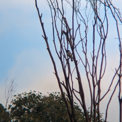 Melanodryas cucullata (Hooded Robin) at Wodonga - 30 Jun 2023 by Darcy