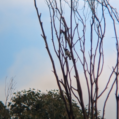 Melanodryas cucullata cucullata (Hooded Robin) at Wodonga - 30 Jun 2023 by Darcy