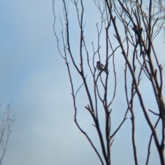 Melanodryas cucullata cucullata at Wodonga, VIC - 1 Jul 2023 09:27 AM