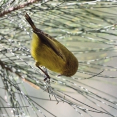 Acanthiza nana (Yellow Thornbill) at Thirlmere, NSW - 1 Jul 2023 by Freebird