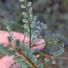 Indigofera adesmiifolia (Tick Indigo) at Wodonga - 30 Jun 2023 by Darcy