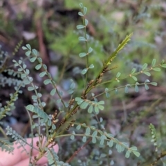 Indigofera adesmiifolia at Leneva, VIC - 1 Jul 2023 09:48 AM