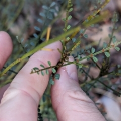 Indigofera adesmiifolia at Leneva, VIC - 1 Jul 2023 09:48 AM