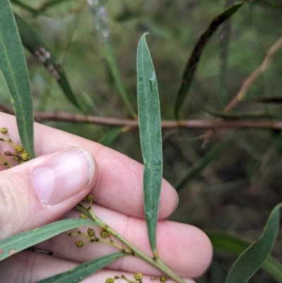 Acacia kettlewelliae (Buffalo Wattle) at Wodonga - 1 Jul 2023 by Darcy