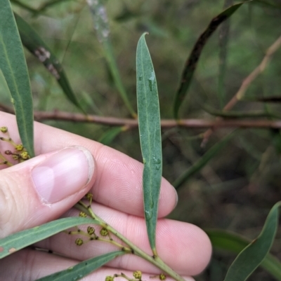Acacia kettlewelliae (Buffalo Wattle) at WREN Reserves - 1 Jul 2023 by Darcy
