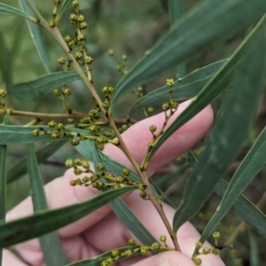 Acacia kettlewelliae at Baranduda, VIC - 1 Jul 2023 10:14 AM