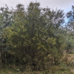 Acacia kettlewelliae at Baranduda, VIC - 1 Jul 2023