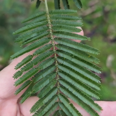 Acacia mearnsii (Black Wattle) at Wodonga - 1 Jul 2023 by Darcy