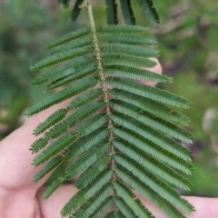 Acacia mearnsii at Baranduda, VIC - 1 Jul 2023 10:16 AM