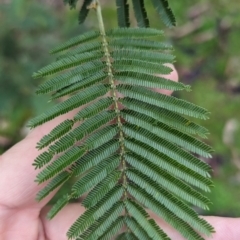 Acacia mearnsii at Baranduda, VIC - 1 Jul 2023