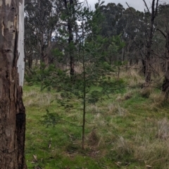 Acacia mearnsii at Baranduda, VIC - 1 Jul 2023