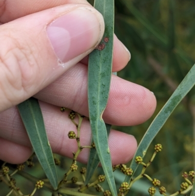 Acacia kettlewelliae (Buffalo Wattle) at Baranduda, VIC - 1 Jul 2023 by Darcy