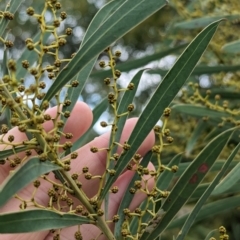 Acacia kettlewelliae at Baranduda, VIC - 1 Jul 2023