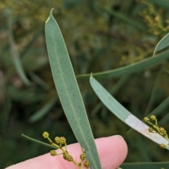 Acacia kettlewelliae at Baranduda, VIC - 1 Jul 2023 10:27 AM