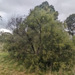 Acacia kettlewelliae at Baranduda, VIC - 1 Jul 2023