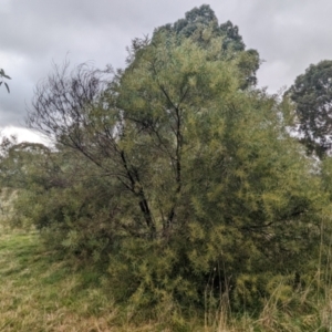 Acacia kettlewelliae at Baranduda, VIC - 1 Jul 2023 10:27 AM