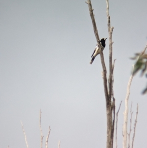 Cracticus nigrogularis at Baranduda, VIC - 1 Jul 2023