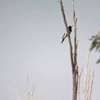 Cracticus nigrogularis (Pied Butcherbird) at Wodonga - 1 Jul 2023 by Darcy