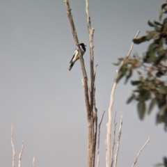 Cracticus nigrogularis at Baranduda, VIC - 1 Jul 2023