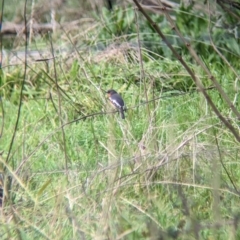 Petroica phoenicea (Flame Robin) at Wodonga - 1 Jul 2023 by Darcy