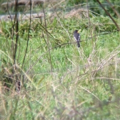 Petroica phoenicea at Baranduda, VIC - 1 Jul 2023 11:51 AM