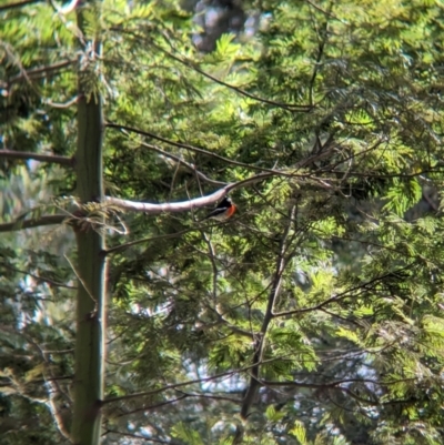 Petroica boodang (Scarlet Robin) at Baranduda, VIC - 1 Jul 2023 by Darcy