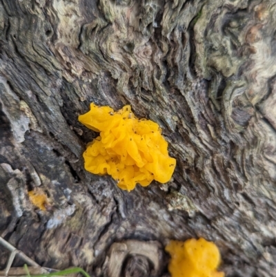 Tremella mesenterica at Wodonga - 1 Jul 2023 by Darcy