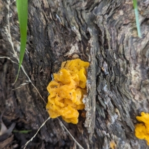 Tremella mesenterica at Baranduda, VIC - 1 Jul 2023 02:09 PM