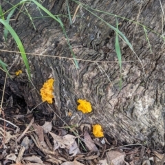 Tremella mesenterica at Baranduda, VIC - 1 Jul 2023 02:09 PM